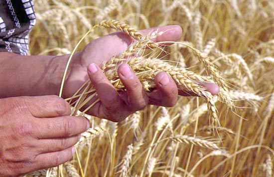 В Оренбуржье намолочено 2,4 миллиона тонн зерна